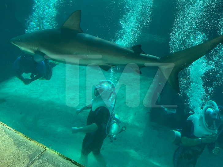Atlantis Bahamas Shark Tank