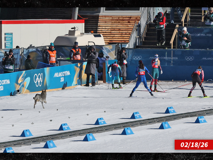 cão olímpico sub getty 1