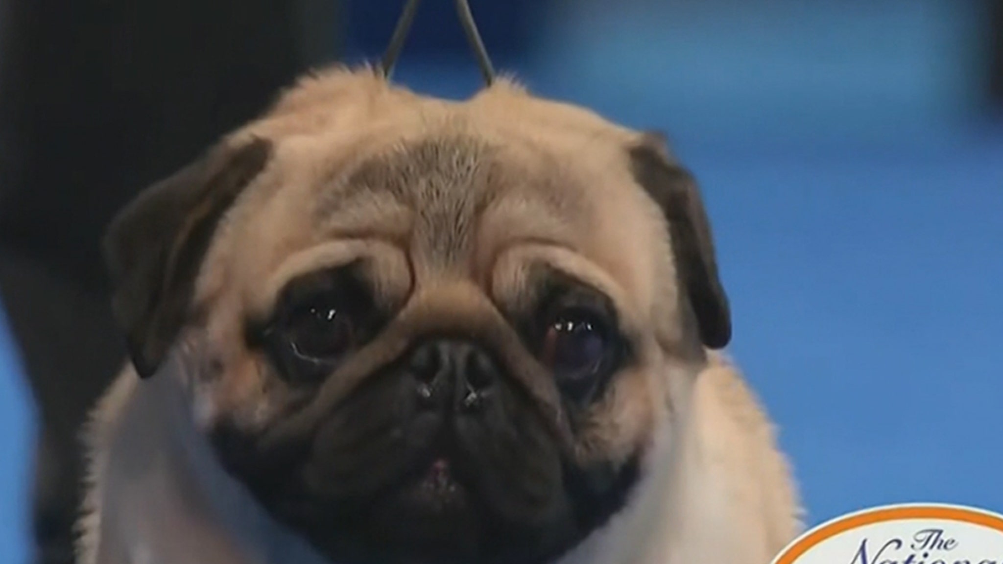 Vito the Pug Wins National Dog Show, First Ever