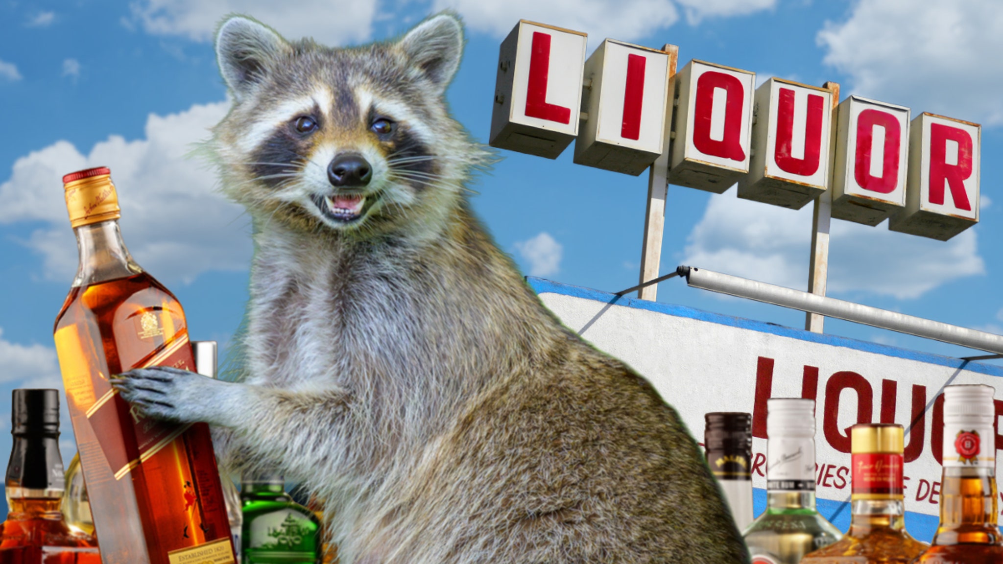 Drunken Racoon Apprehended After Ransacking Liquor Store, See The Photos Drunken Racoon Apprehended After Ransacking Liquor Store, See The Photos