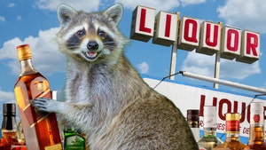 drunken racoon getty 1