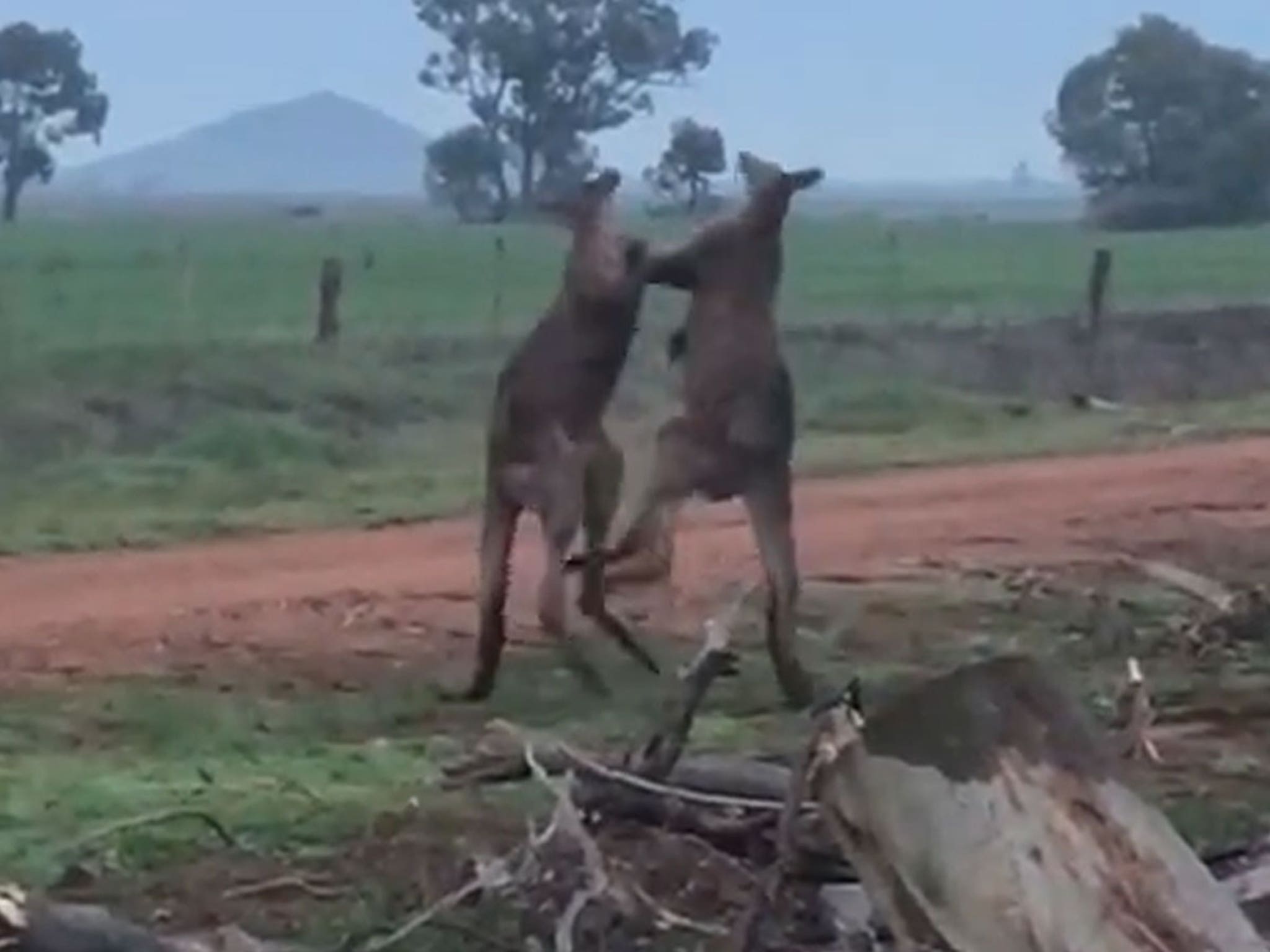 kangaroo fighting