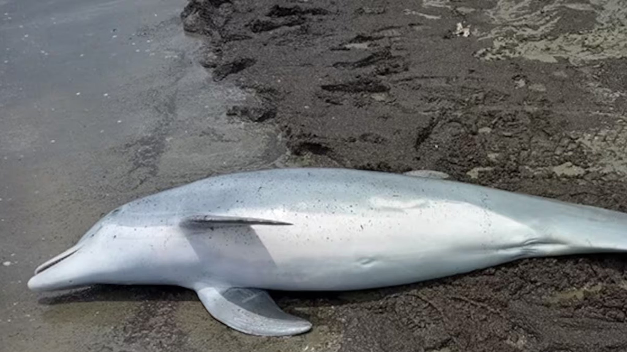 Dolphin That Washed Ashore in Louisiana Was Shot & Killed, Officials Say