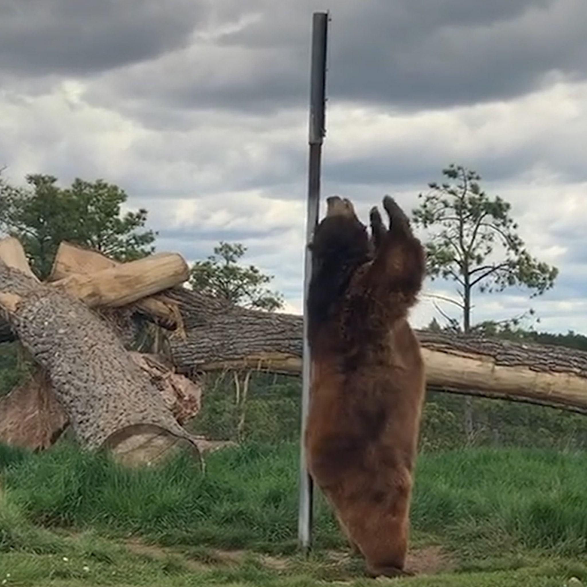 Bear Pole Dances In Hilarious Video