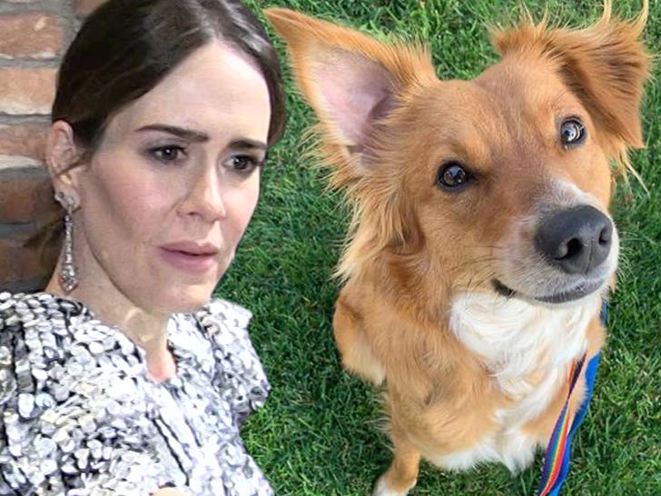 Sarah Paulson Begging People to Help Find Dog and Dognapper.jpg