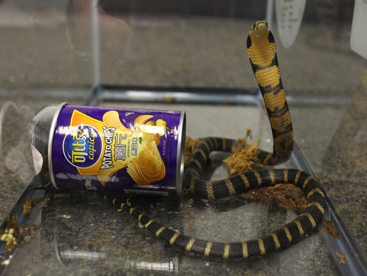 Killer Snake in a Can Feds Arrest Alleged King Cobra :: 0725-cobra-can-of-chips-tsa-2