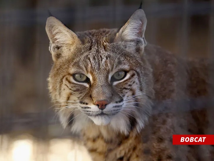 bobcat