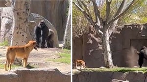 Stray Dog Gets Trapped In Gorilla Enclosure At San Diego Zoo