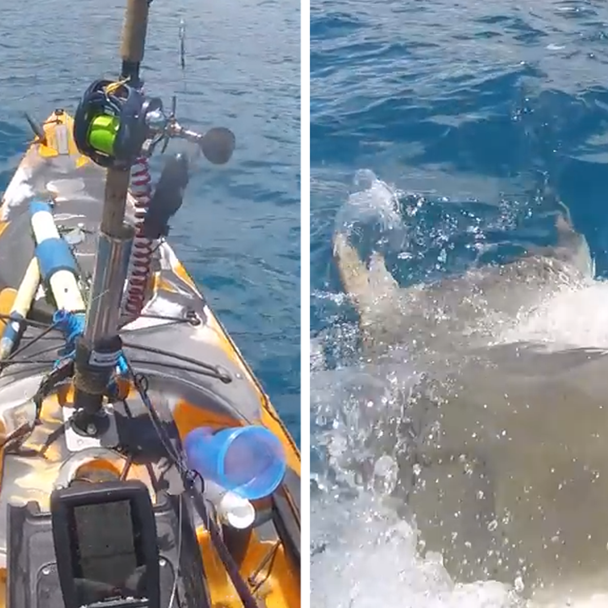Tiger shark bites Hawaii fisherman's leg off, Hawaii