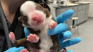 Puppy Born with 6 Legs in Oklahoma Doing Surprisingly Well