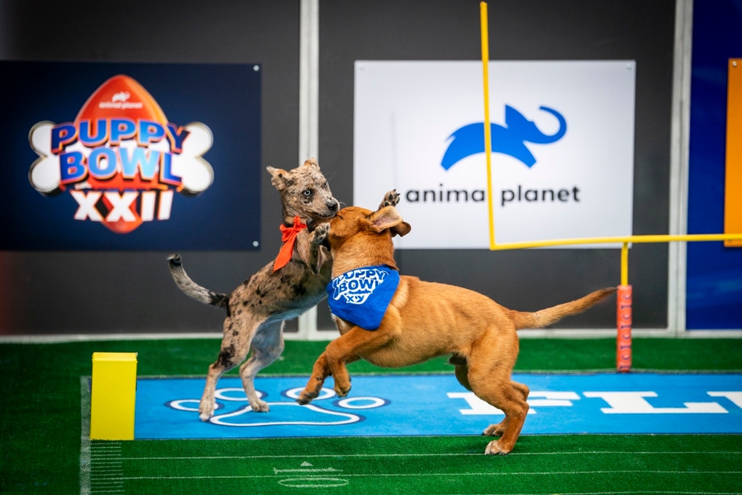 Puppy Bowl Pics 0