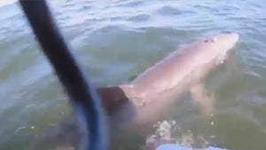 Intense Video Shows Jet Skier Rescue Dolphin Trapped by Rope