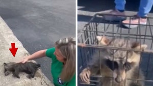 090825-raccoon-cpr-primary