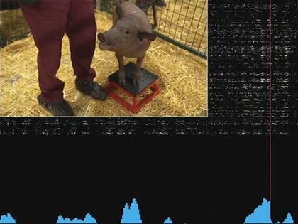 082920-elon-musk-pigs-primary