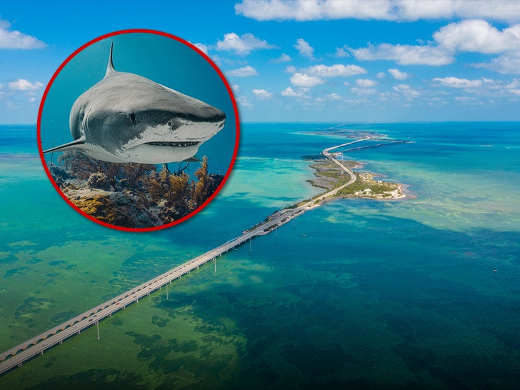 key west florida shark attack getty 1