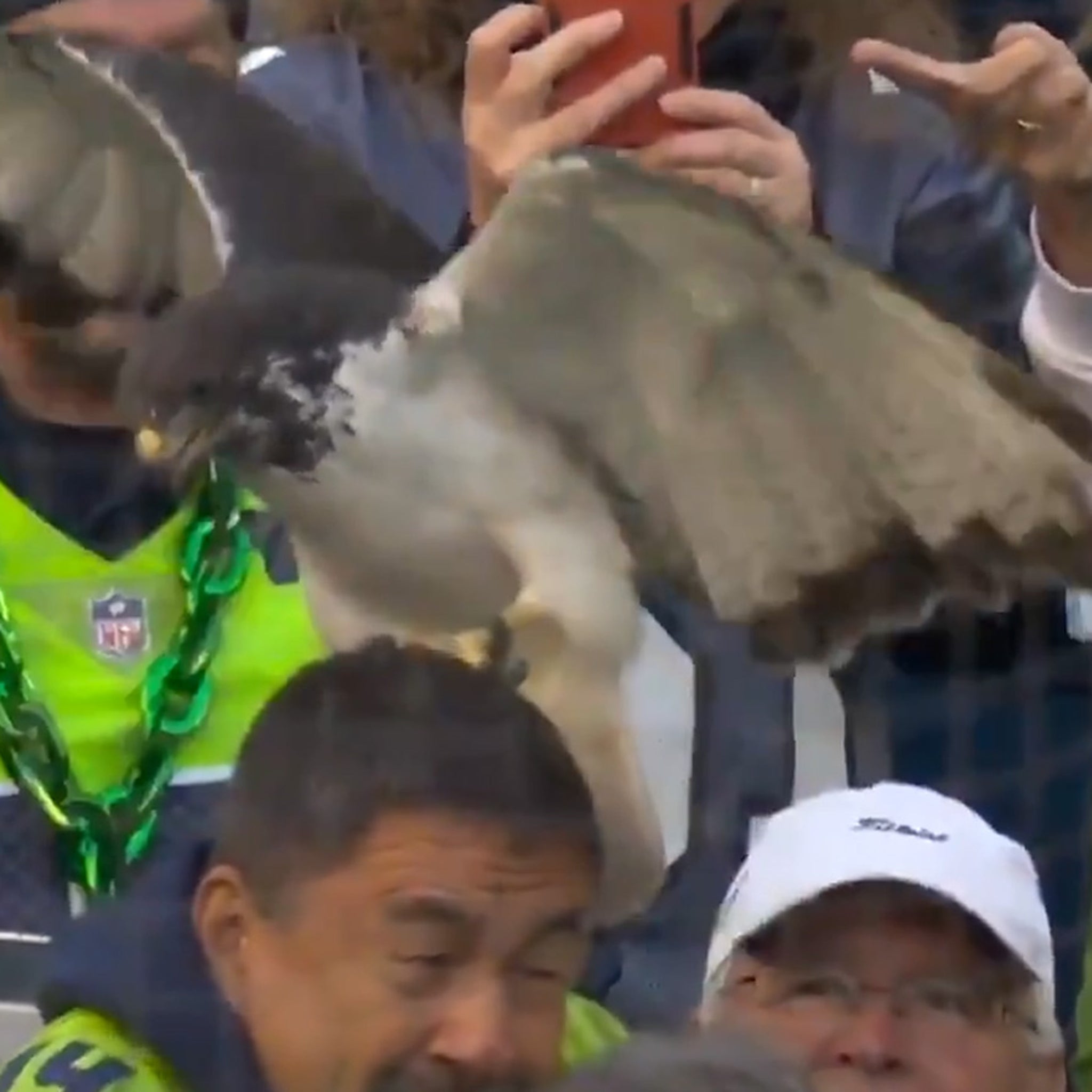 Taima the Seattle Seahawks live hawk mascot pregame preparation 