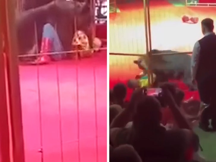 Circus Trainer Mauled By 500-Lb Bear in Front of Horrified Children, On Video