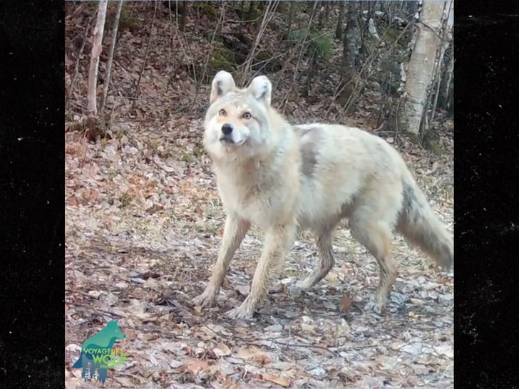 wolf dog hybrid Voyageurs Wolf Project