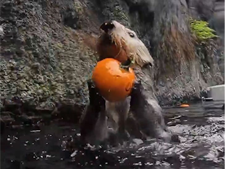 Otter plays with pumpkin
