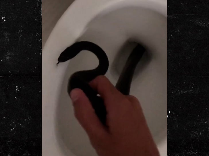 VIDEO: Chattanooga viewer discovers snake in her apartment's toilet