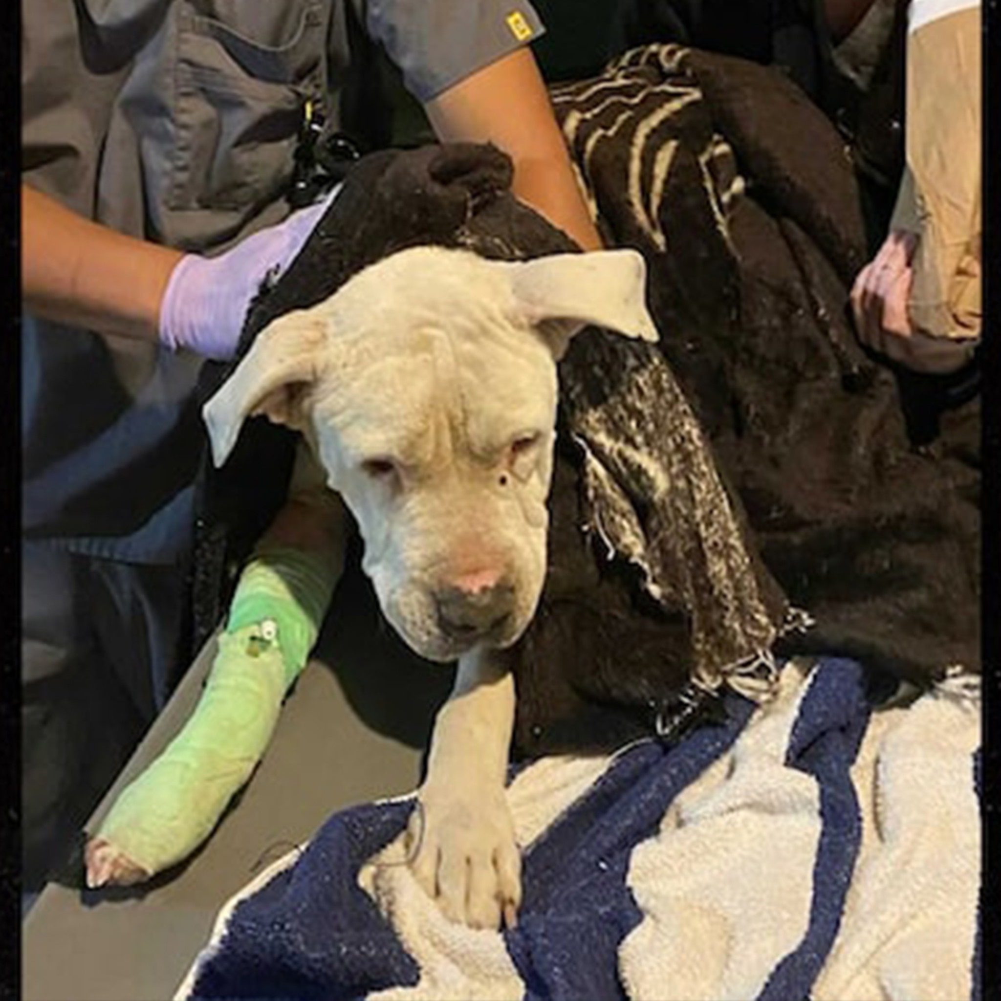 Foster Dog Named Brodie Stabbed Beaten in California City