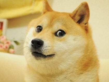 0524-kabosu-doge-meme-dog-photo-primary