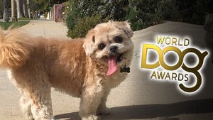 Marnie the Dog REJECTS World Dog Awards Invite ... I'm Too Famous, Bitches!