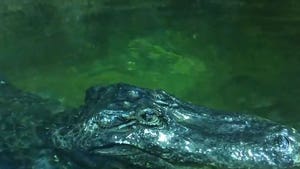 Hitler's Rumored Pet Alligator Dies at 84
