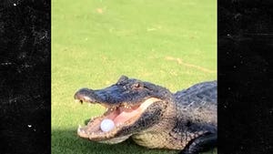 Giant Alligator Steals Golf Ball on Louisiana Course, Play It Where It Lies!!!