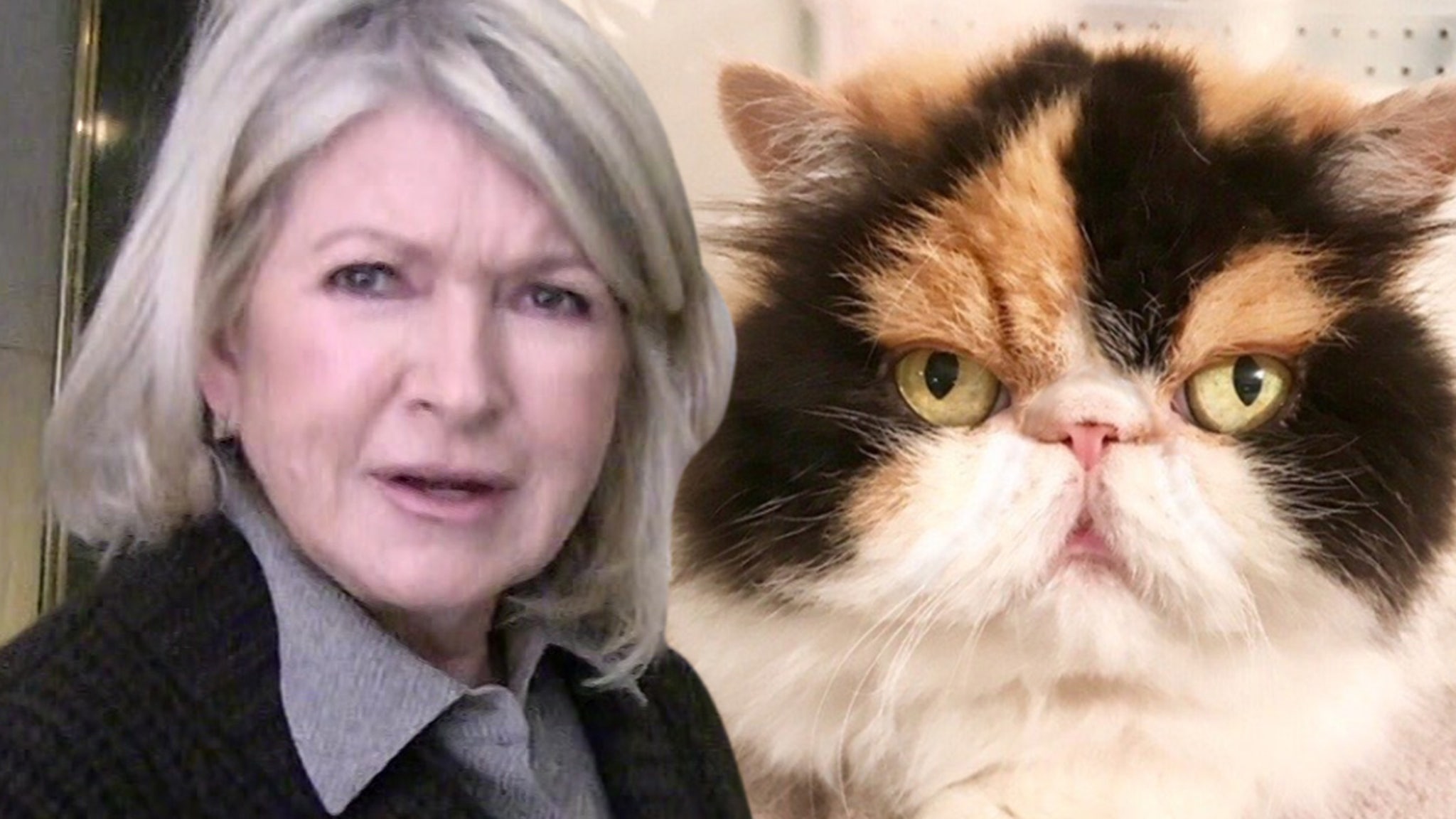 Martha Stewart's Cat Killed by Her 4 Dogs