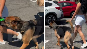 dog concrete prim