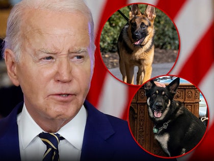 joe biden dog main