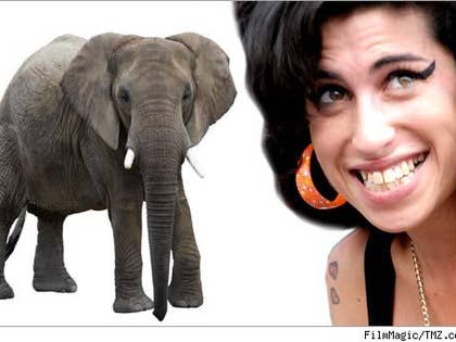 An elephant and Amy Winehouse