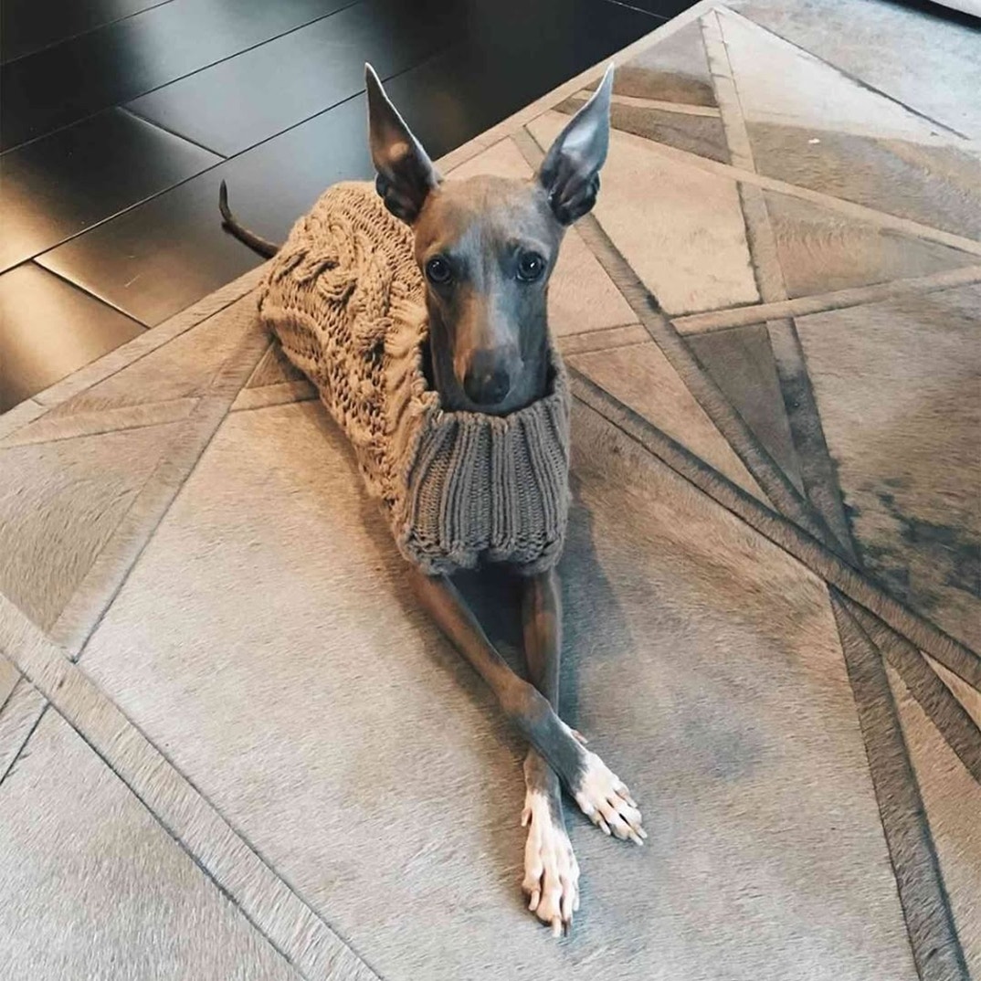 Kylie Jenner Norman Dog 4