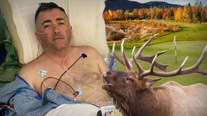 Golfer Gored By Elk On Colorado Course, Kidney Shredded
