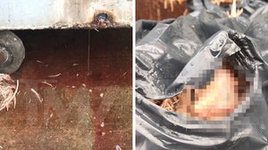 NYC Wet Market Fills Dumpster With Chicken Parts Leaking Blood