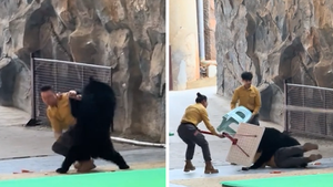 120825 bear attack primary.jpg