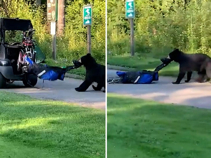 Bear Steals Golfer's Bag In Wild Scene On Canadian Course
