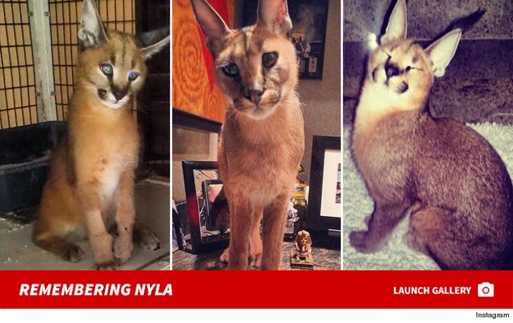 Remembering Mally Mall's Caracal, Nyla