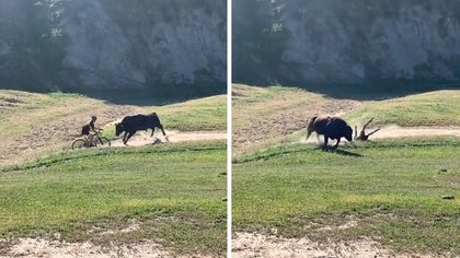 021522_california_bull_attack_kal