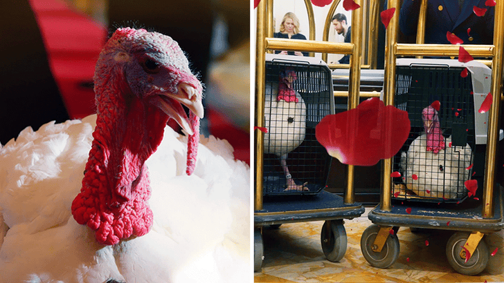 112525_white_house_turkey_kal