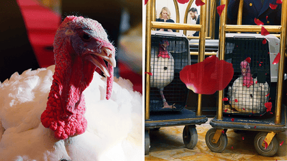 112525_white_house_turkey_kal