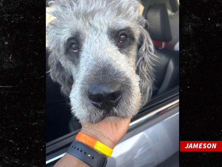 jAMESON the dog 3