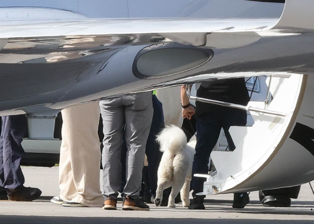 Travis Kelce Taylor Swift Dog Debut 5