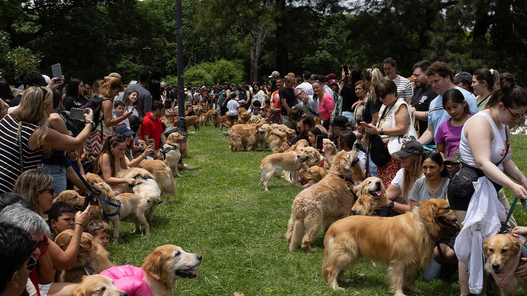1208-Golden-Retriever-World-Record-PRIMARY