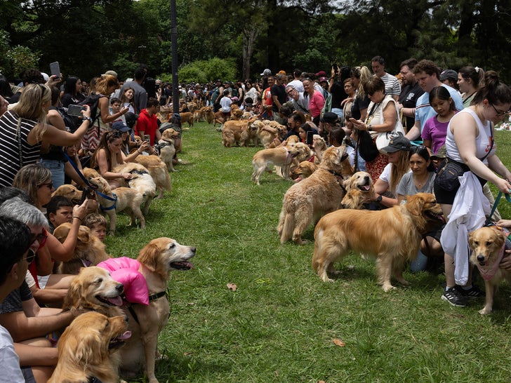 Golden Retrievers and owners gather for a world record in Buenos Aires