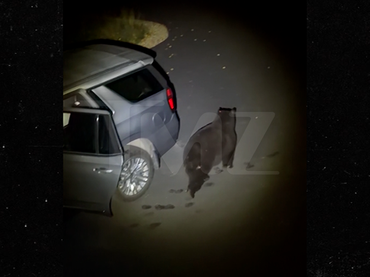100626_bear_car_sub_v2