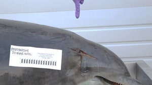 Dolphin Stabbed to Death Washes Up on Florida Beach