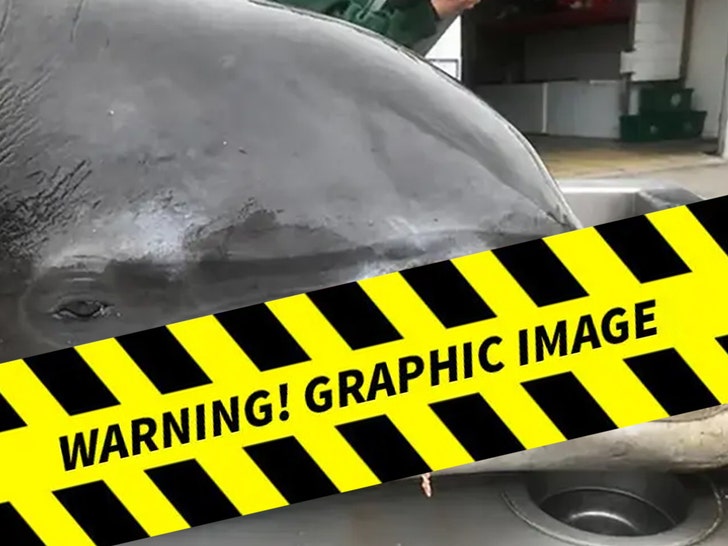 Delfino trovato morto con ferita da proiettile 2020