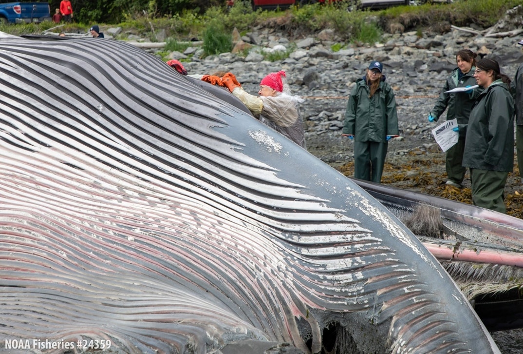 Dead Whale 1